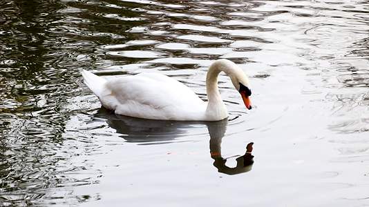 池塘的白色羽毛天鹅水中觅食视频的预览图