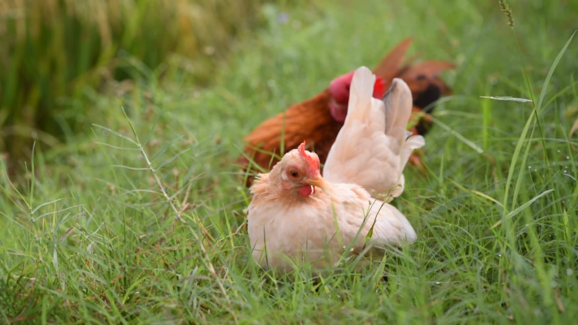 农场草地小鸡动物视频的预览图