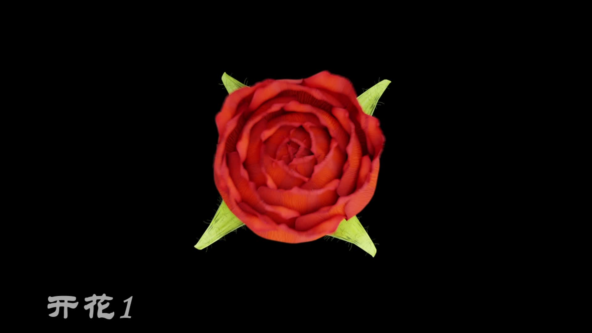 4K玫瑰开花过程包带通道视频的预览图
