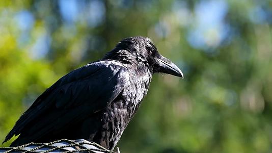 野生动物黑色羽毛乌鸦慢动作视频的预览图