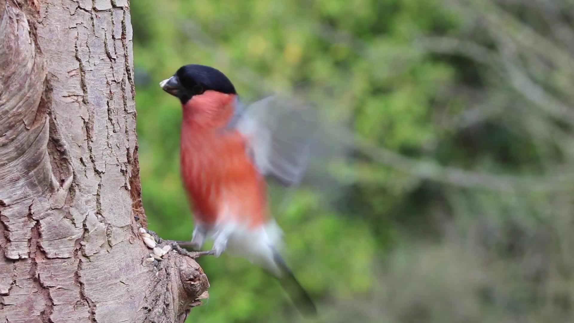野生动物红色灰雀觅食视频的预览图