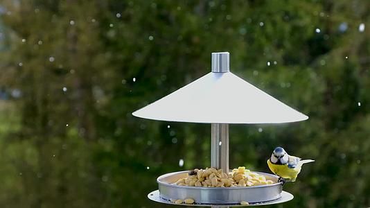 下雪天喂食场所的蓝鸟视频的预览图