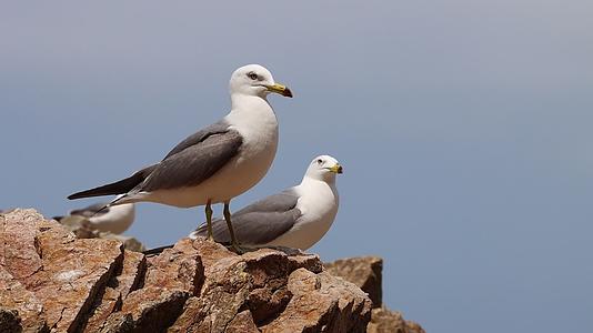 野生动物海滩石头上的白色海鸥视频的预览图