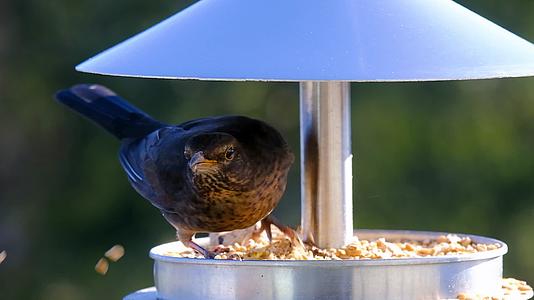 野生动物喂食场所下的黑鸟视频的预览图