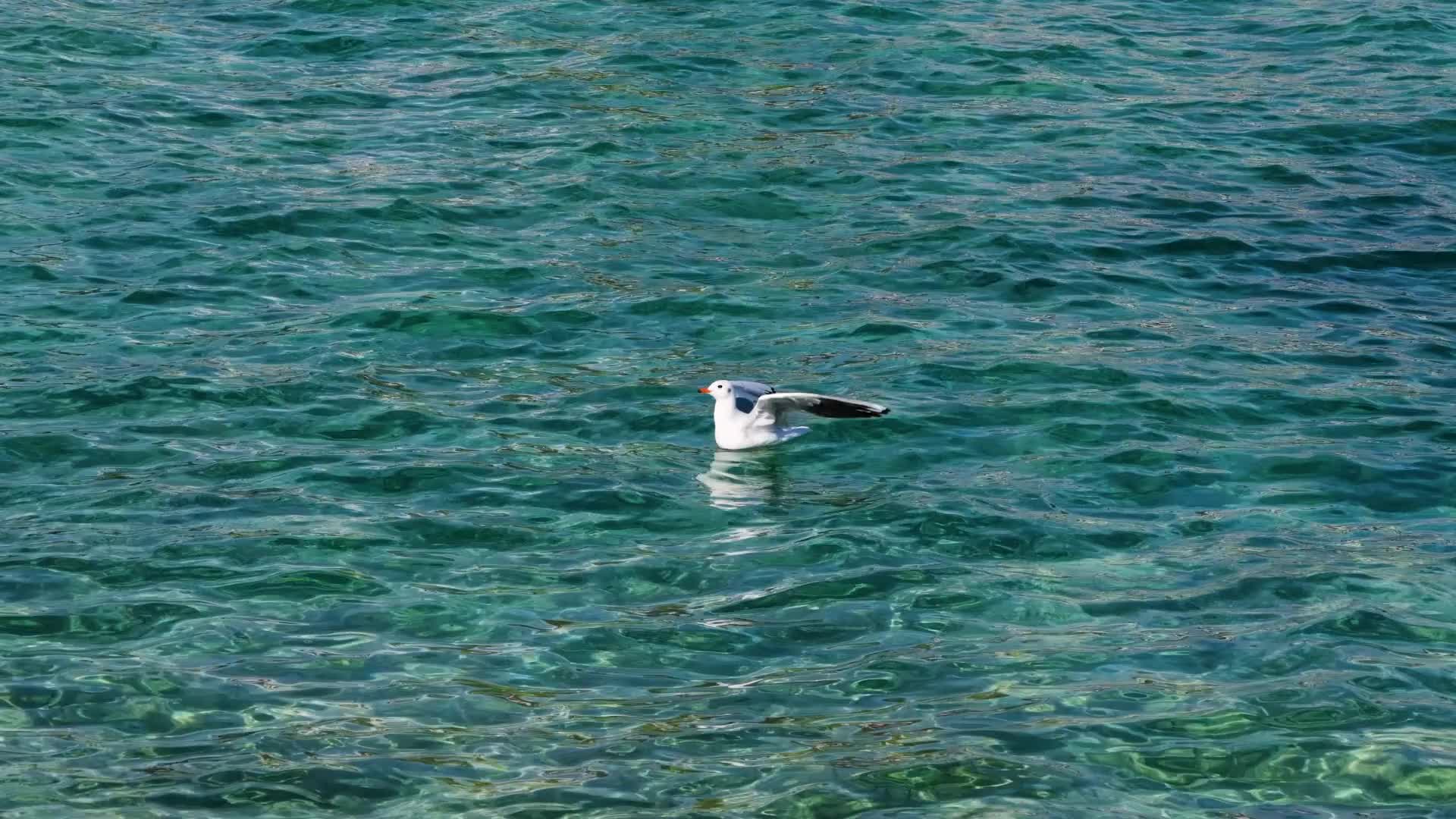 野生动物白色羽毛水鸟降落动作视频的预览图