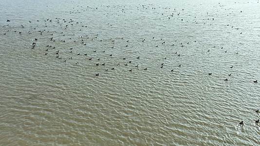 岳阳东洞庭湖保护区候鸟群视频的预览图