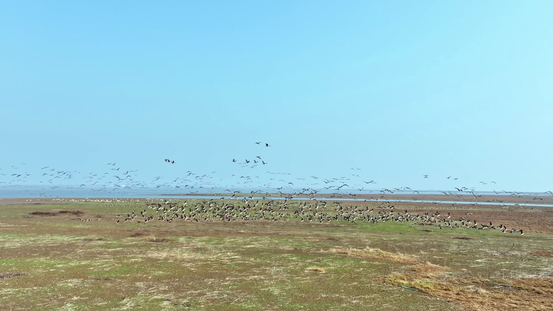 岳阳东洞庭湖保护区候鸟群视频的预览图