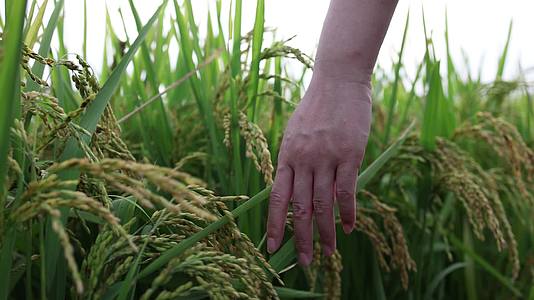 用手抚摸稻田里成熟的稻穗视频的预览图