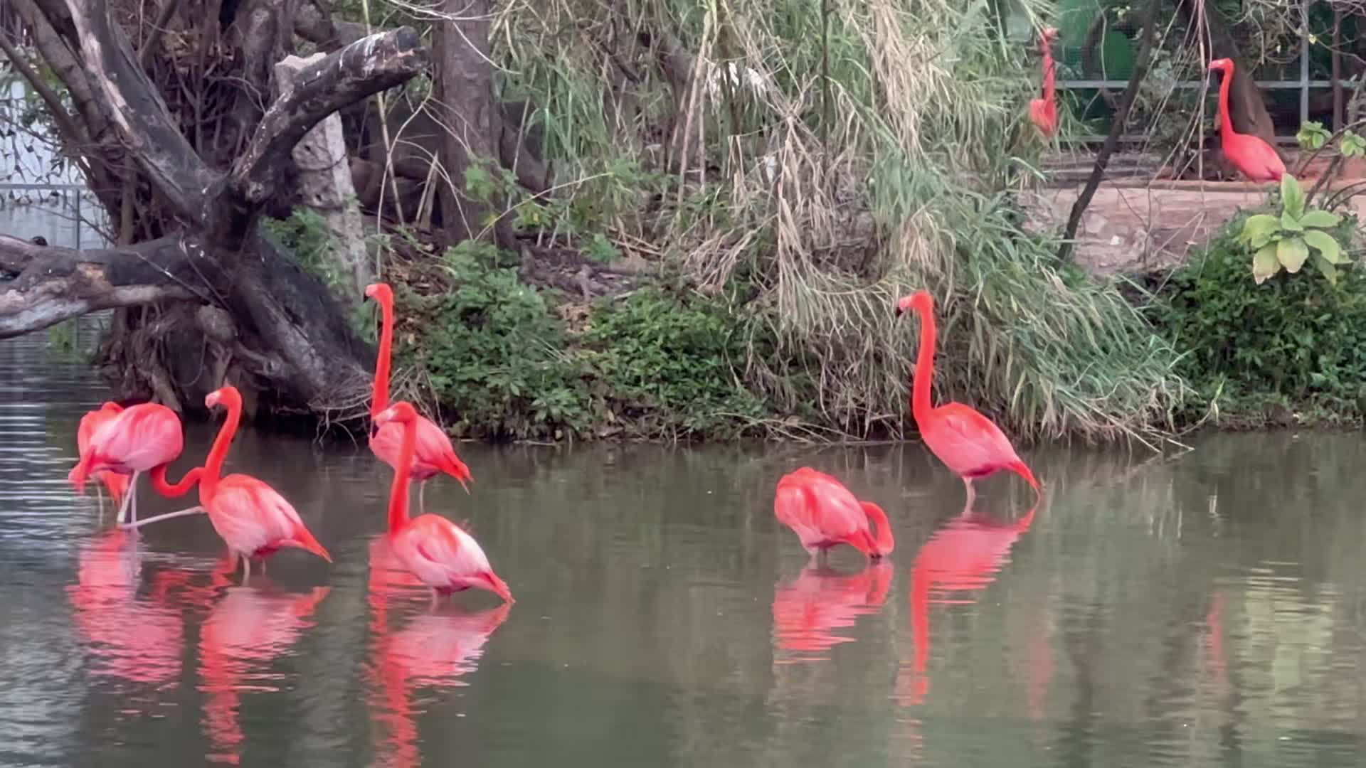 广州动物园火烈鸟1080P实拍视频视频的预览图