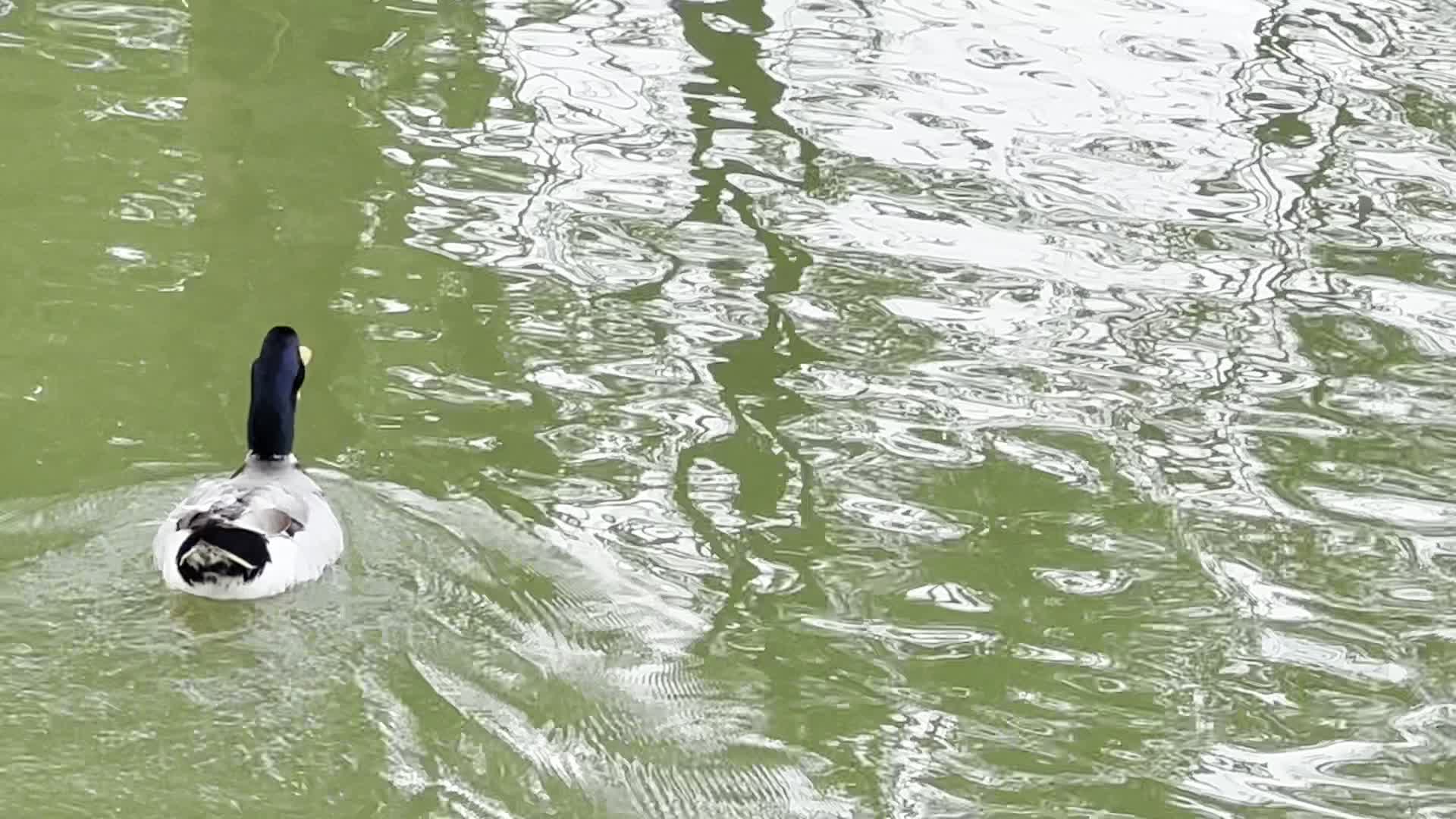 鸭子游水1080P实拍视频视频的预览图