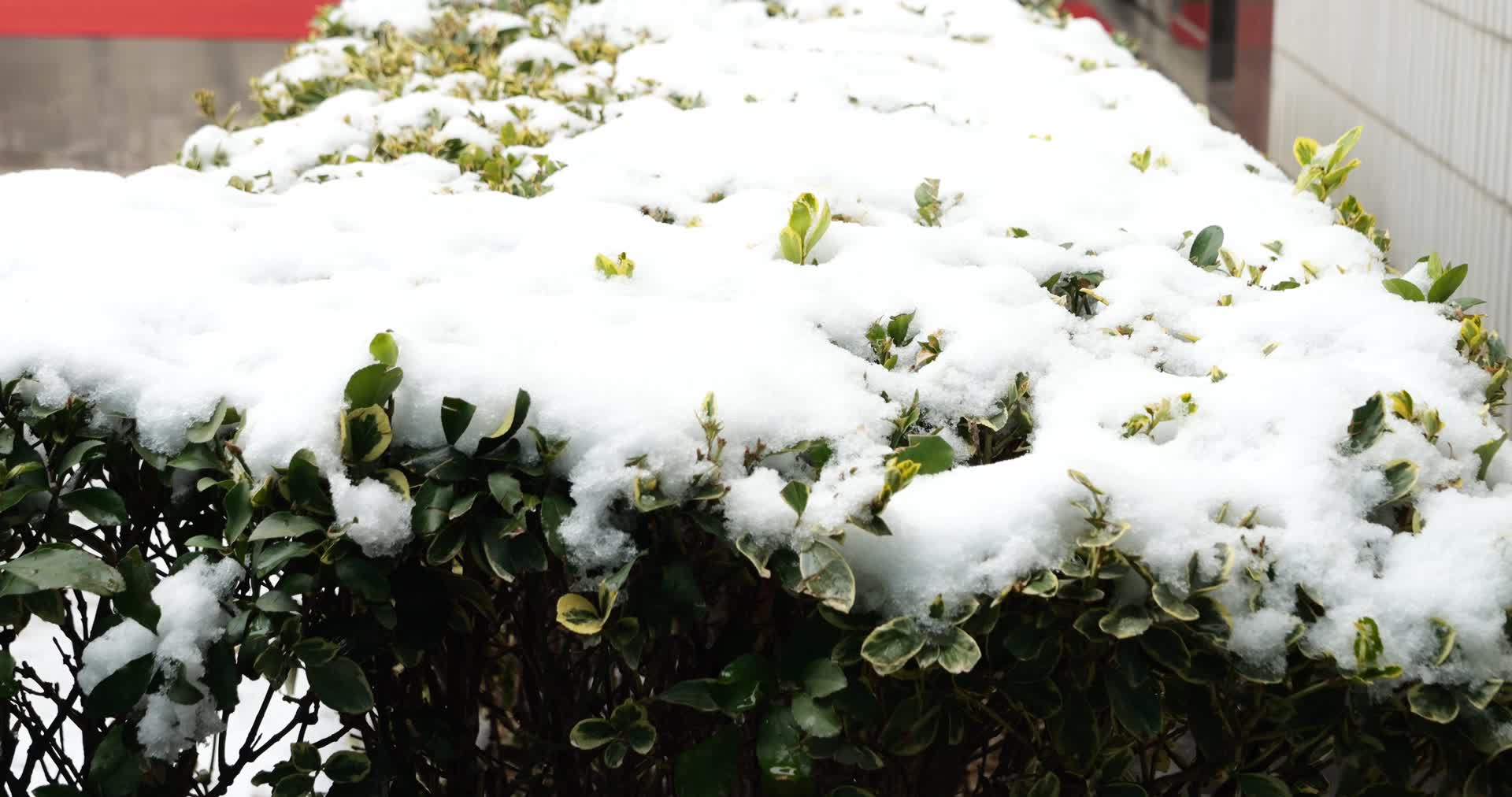 冬季冬天飘雪下雪大雪雪花白雪植物特写唯美雪景冬青积雪视频的预览图