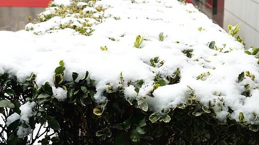 冬季冬天飘雪下雪大雪雪花白雪植物特写唯美雪景冬青积雪视频的预览图