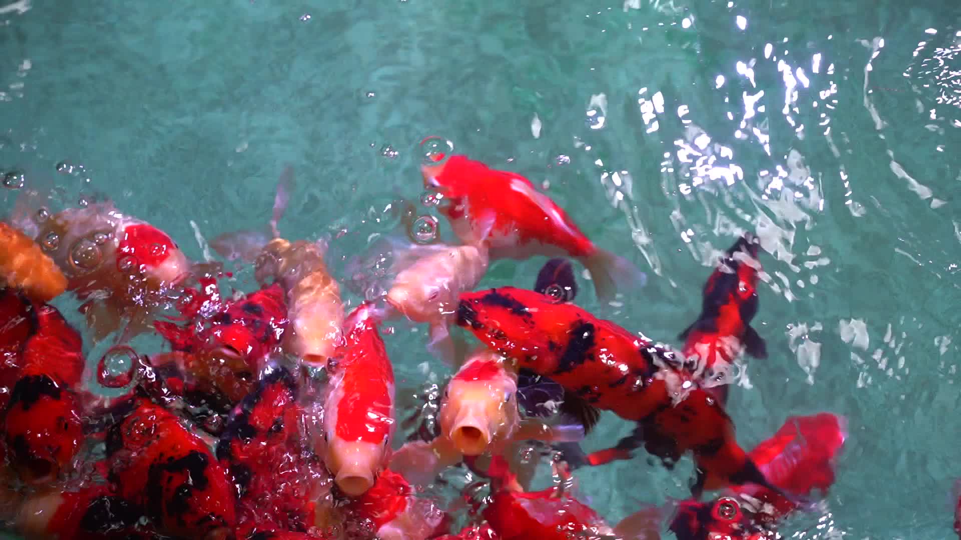 一组观赏鱼观赏鱼市场养鱼卖鱼视频的预览图