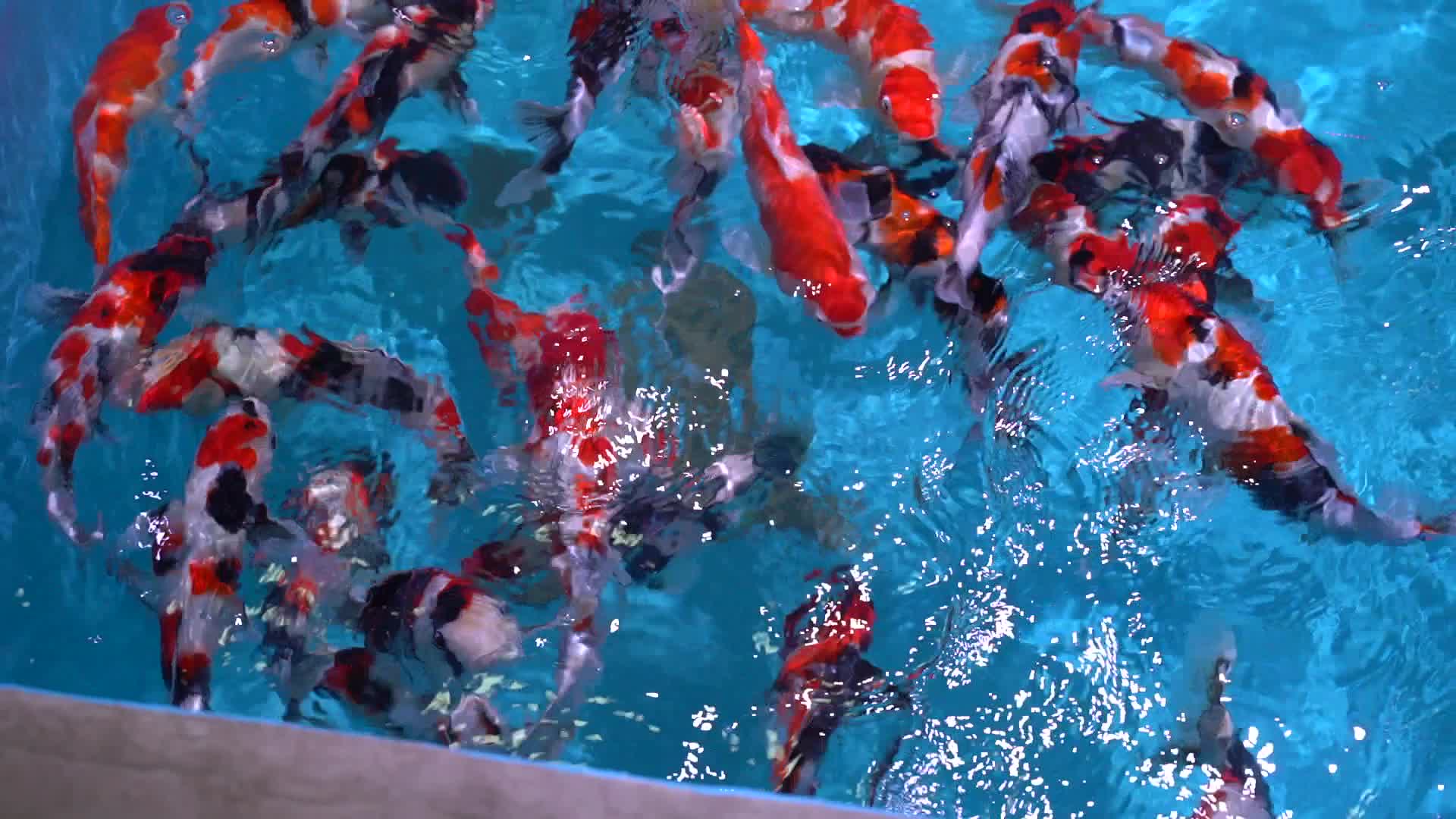 一组观赏鱼观赏鱼市场养鱼卖鱼视频的预览图