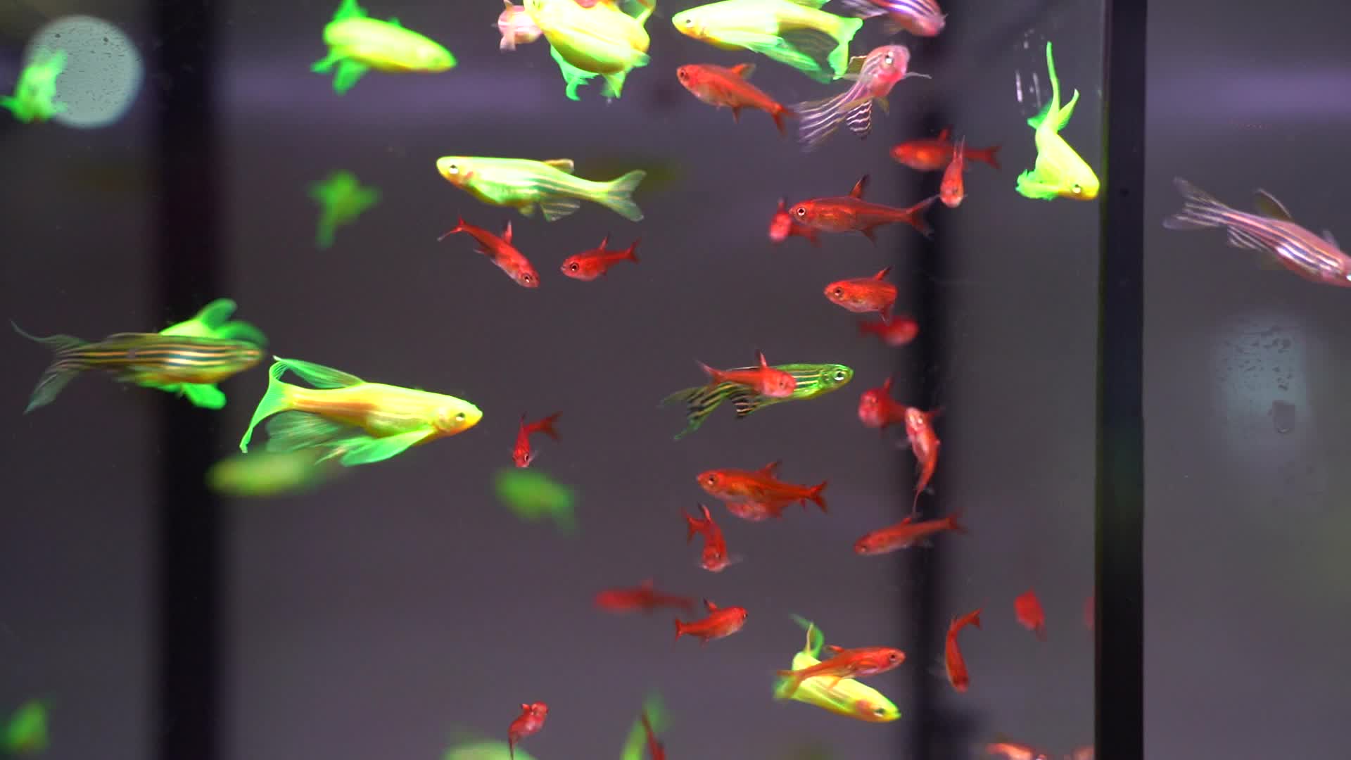 一组观赏鱼花鸟市场观赏鱼宠物视频的预览图