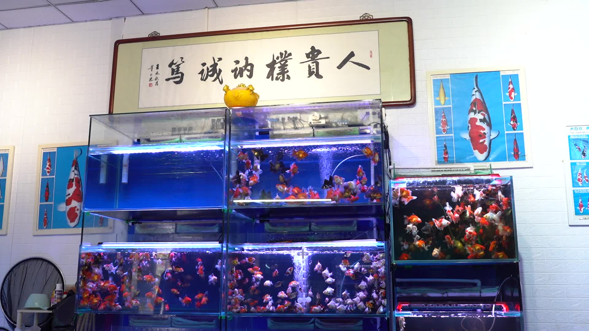 一组观赏鱼花鸟市场观赏鱼宠物视频的预览图