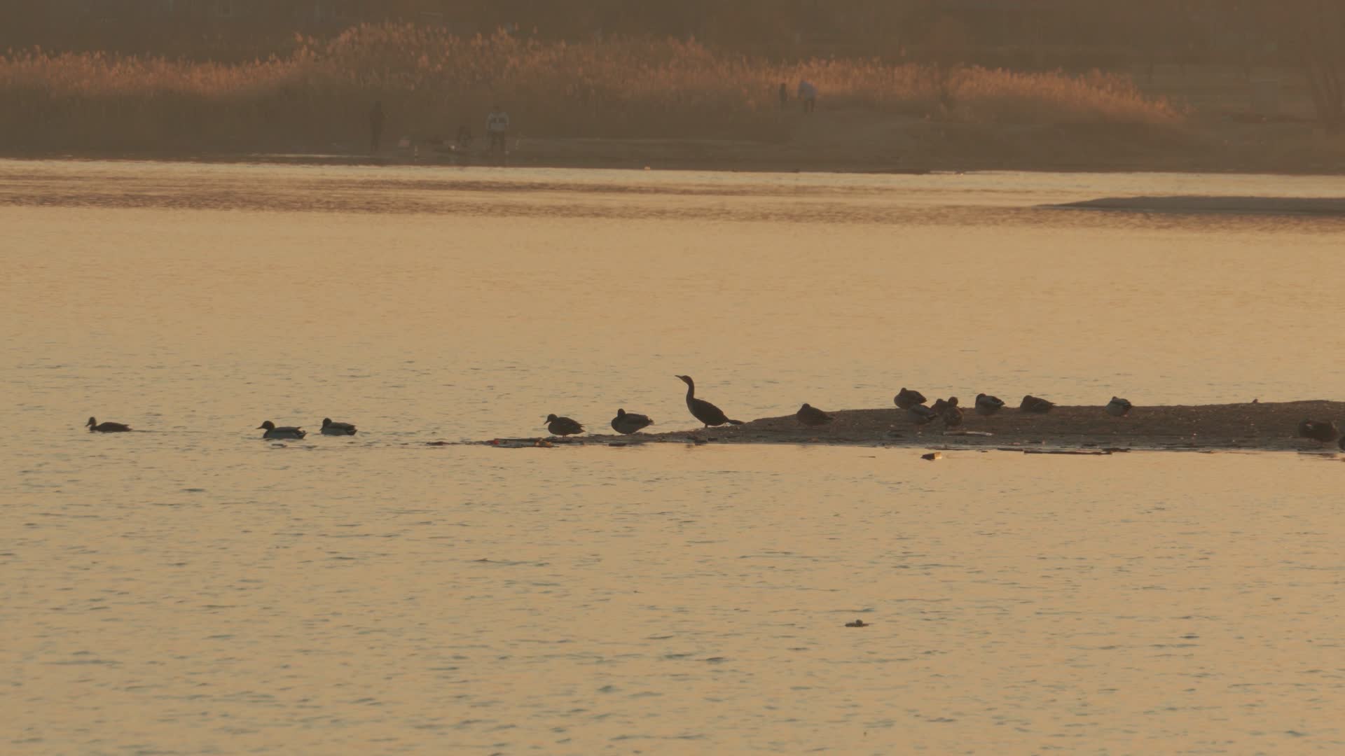 黄昏时海滩水泊里的野鸭视频的预览图