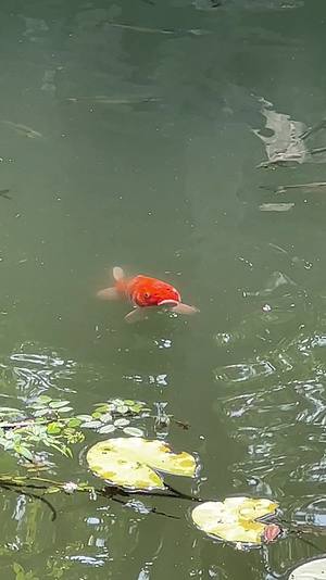 苏州园林耦园里的红色鲤鱼视频的预览图