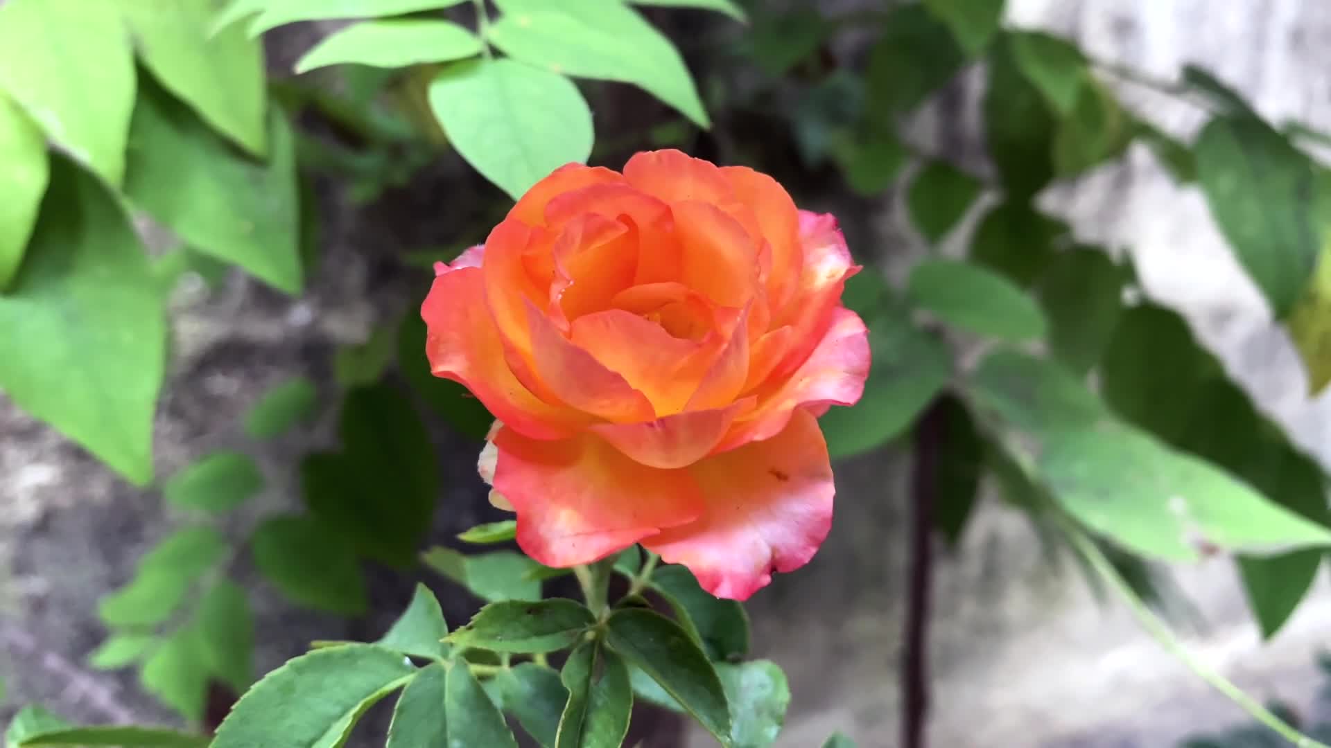 橙色玫瑰花朵开花景观视频的预览图