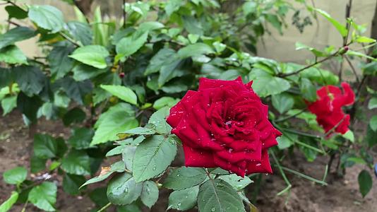 草地上红色玫瑰花朵开花景观视频的预览图