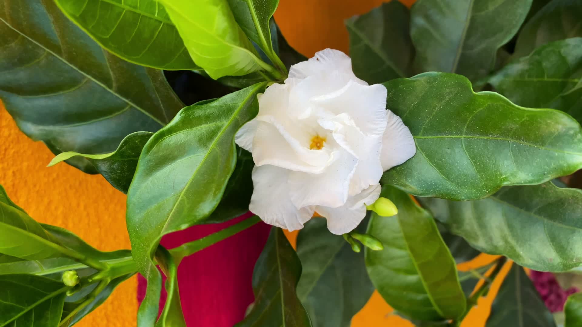白色花朵开花景观视频的预览图