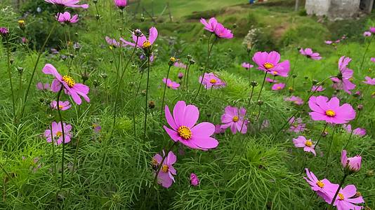 草地上粉色菊花花朵开花景观视频的预览图