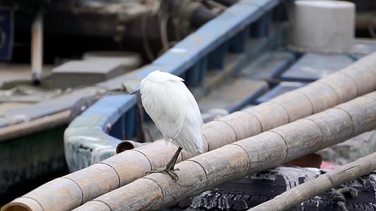渔港码头的白鹭海鸟在觅食4K视频的预览图