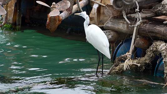 渔港码头的白鹭海鸟在觅食4K视频的预览图