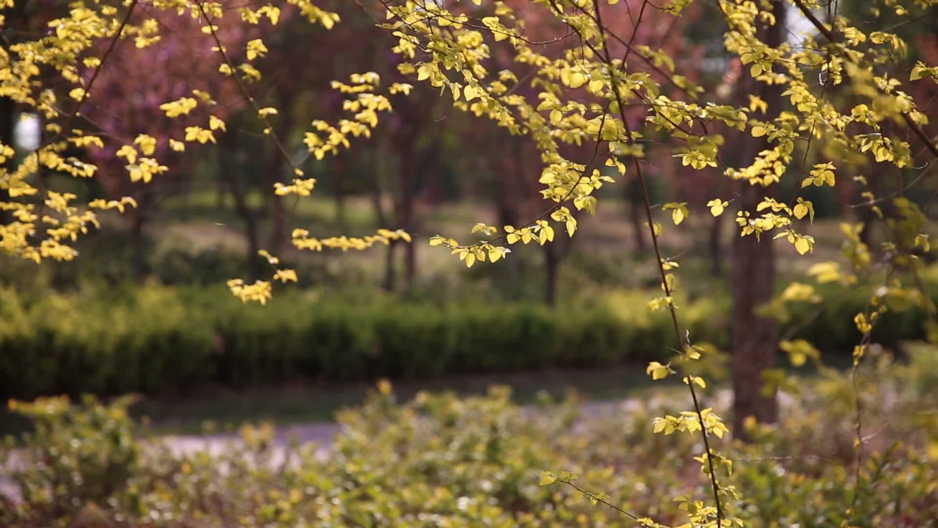 金色的阳光树影婆娑树林空镜视频的预览图