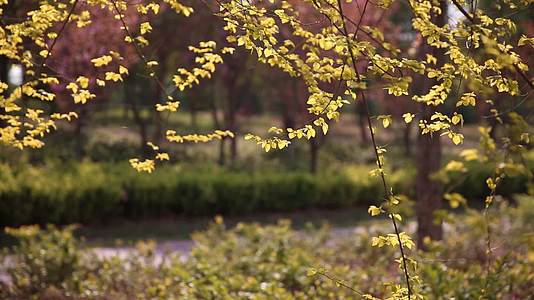 金色的阳光树影婆娑树林空镜视频的预览图