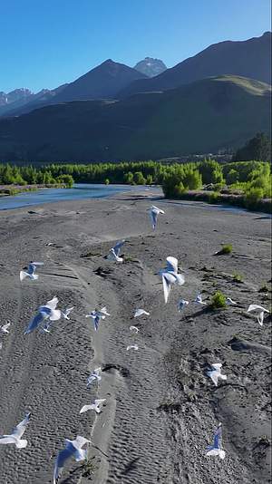 高清竖屏航拍新西兰瓦卡普蒂湖群鸟飞翔视频的预览图