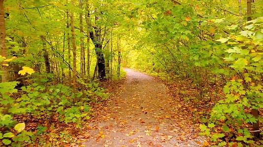 乡村的秋季林间小道视频的预览图