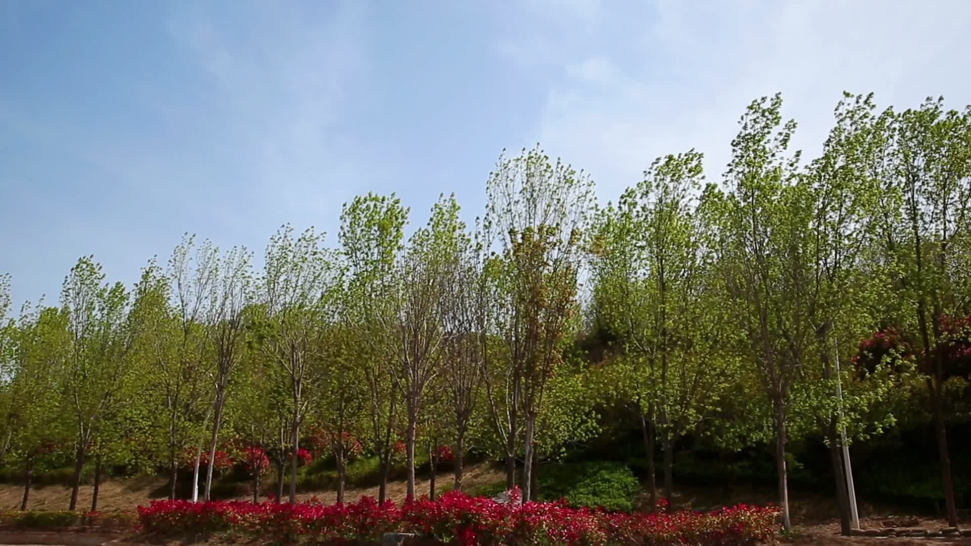 春季美丽的大自然树木河流云层野花视频的预览图