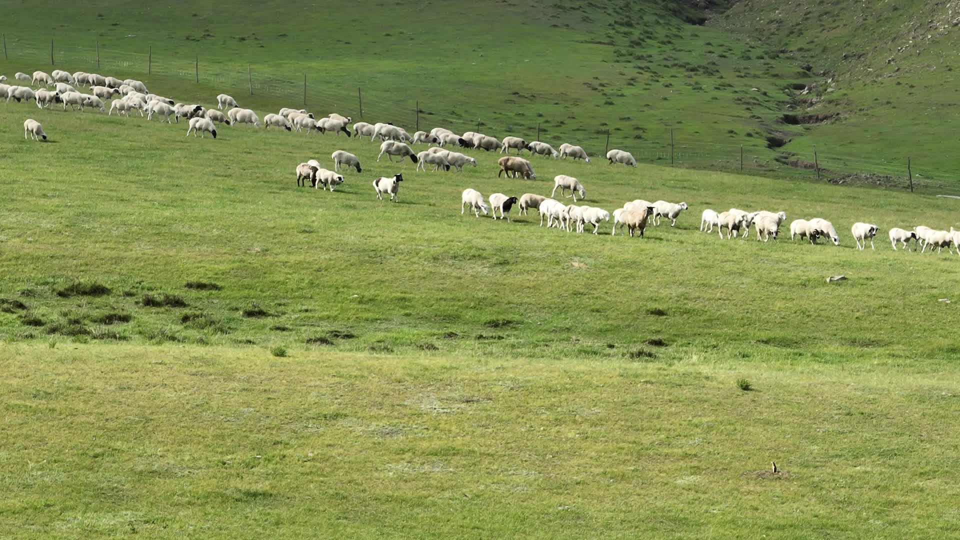 牧羊视频的预览图