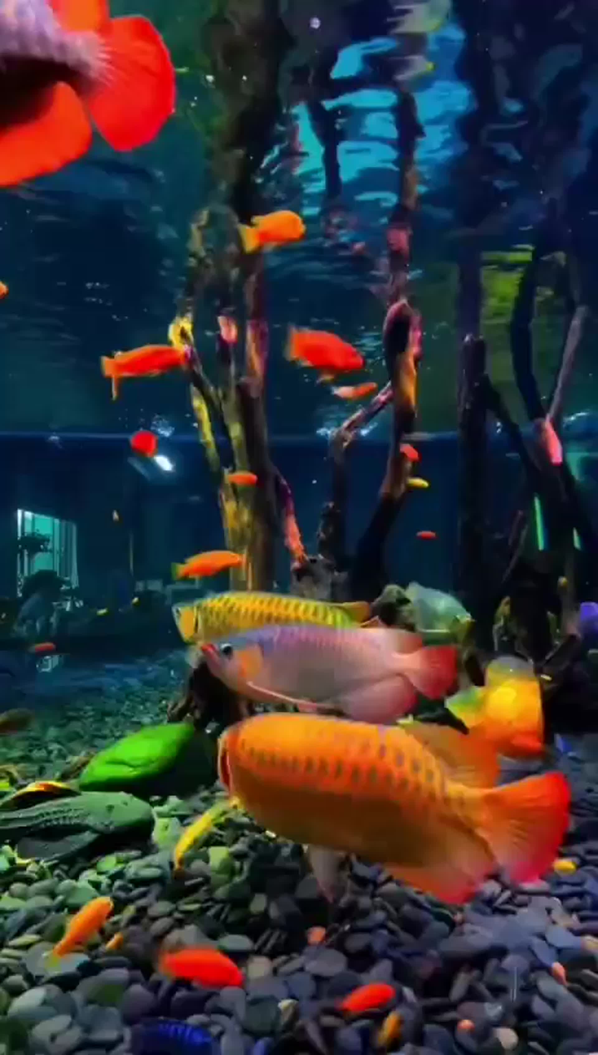 热带鱼水族馆视频的预览图
