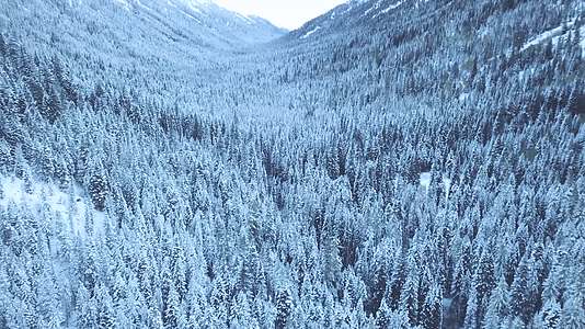 4K航拍雪山上的树林视频的预览图