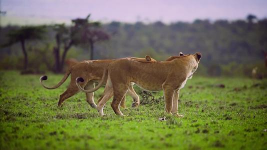 非洲荒野野生动物狮子视频的预览图