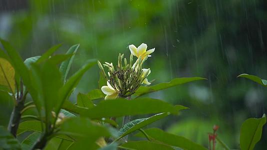 下雨天的发芽小植物视频的预览图
