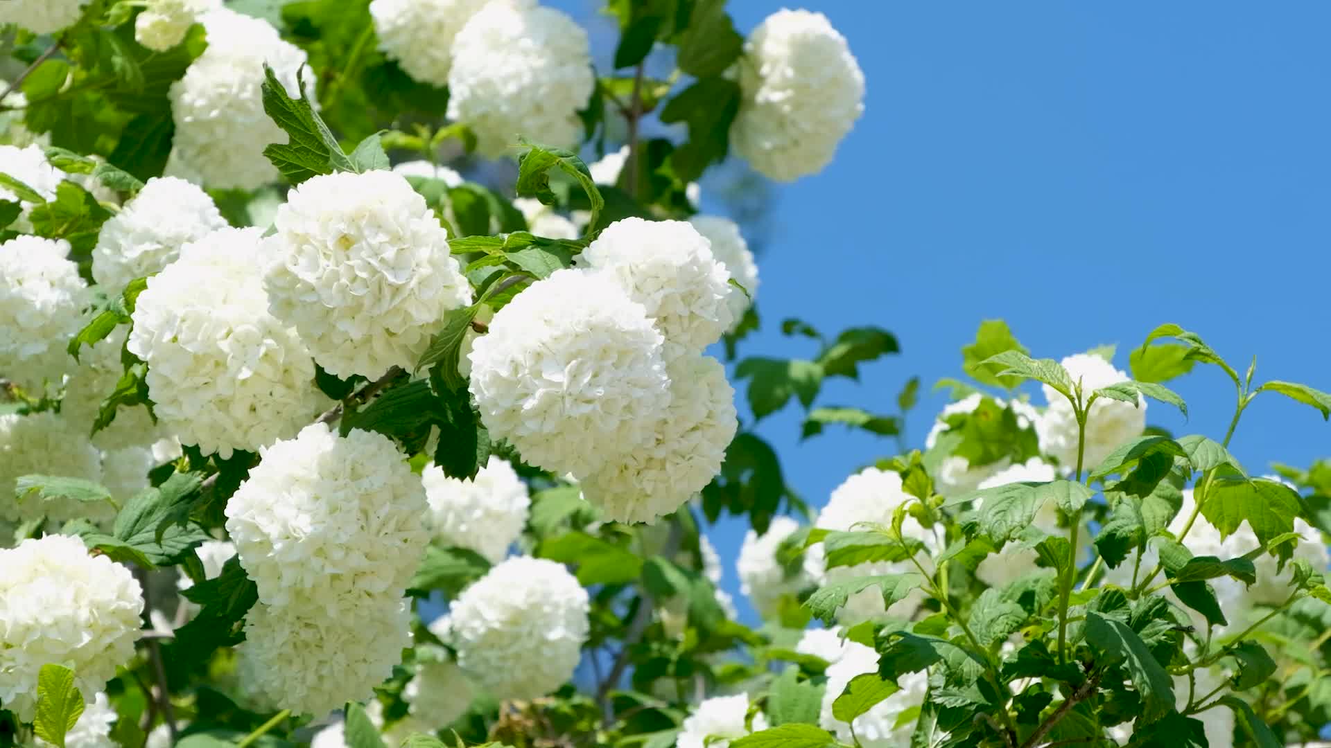 白色滚雪球花植物随风飘扬视频的预览图