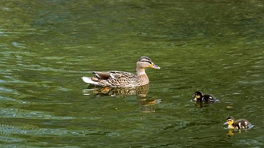 绿色湖水上的鸭子游泳视频的预览图