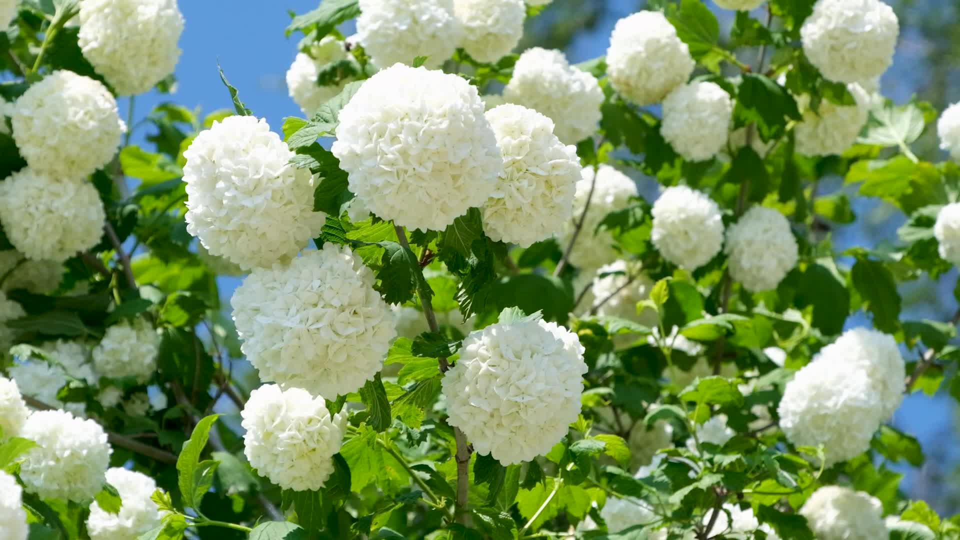 白色滚雪球花植物视频的预览图