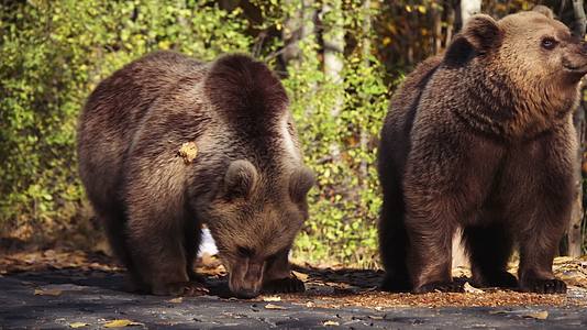 森林野生动物两只熊视频的预览图