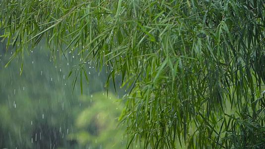 下雨日的绿色竹叶子视频的预览图