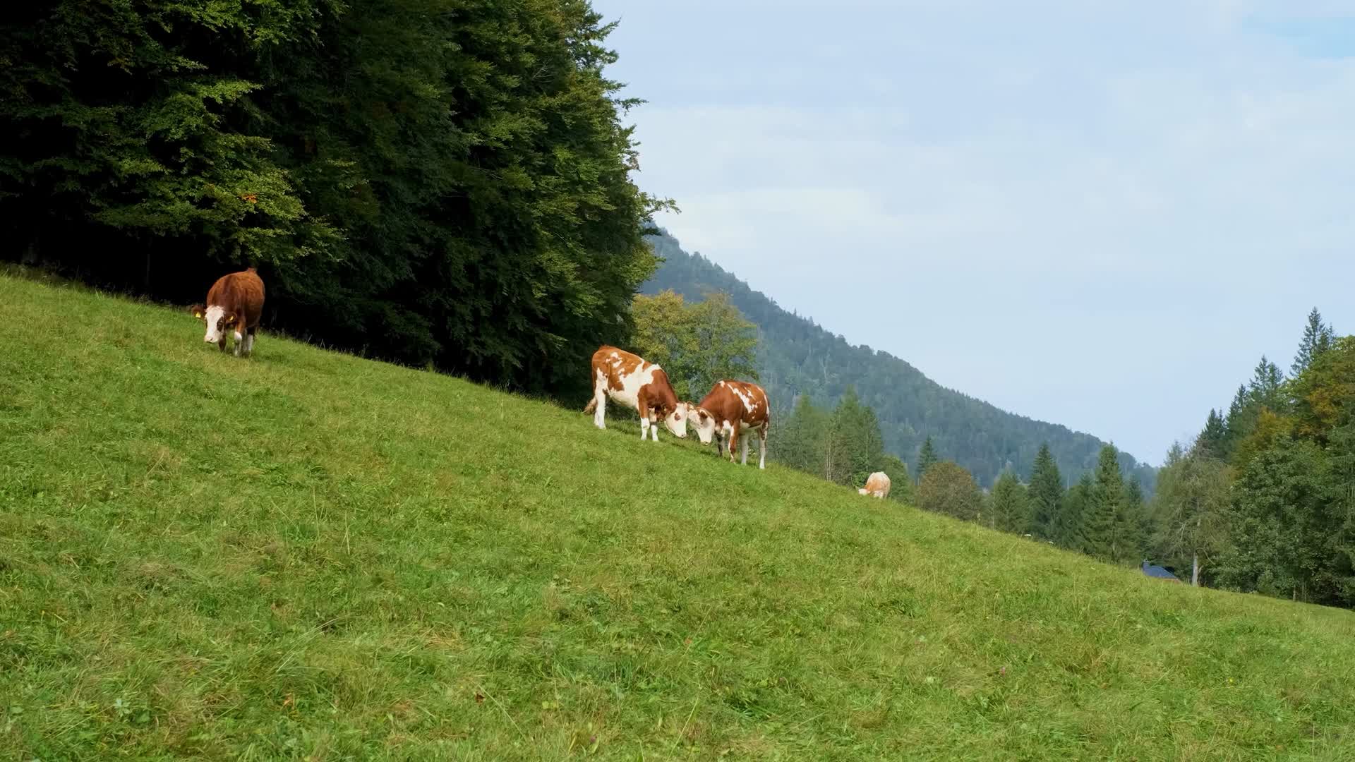 斜坡草地上的奶牛视频的预览图