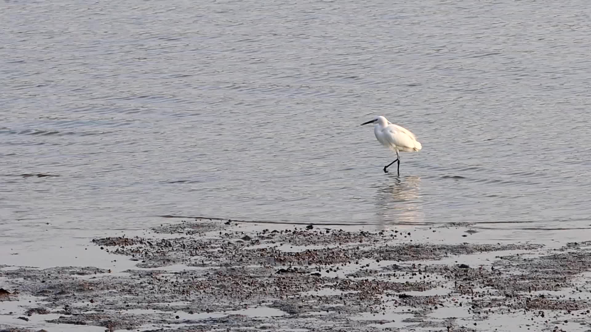 清晨海湾沙洲边一只伺机捕食的白鹭视频的预览图