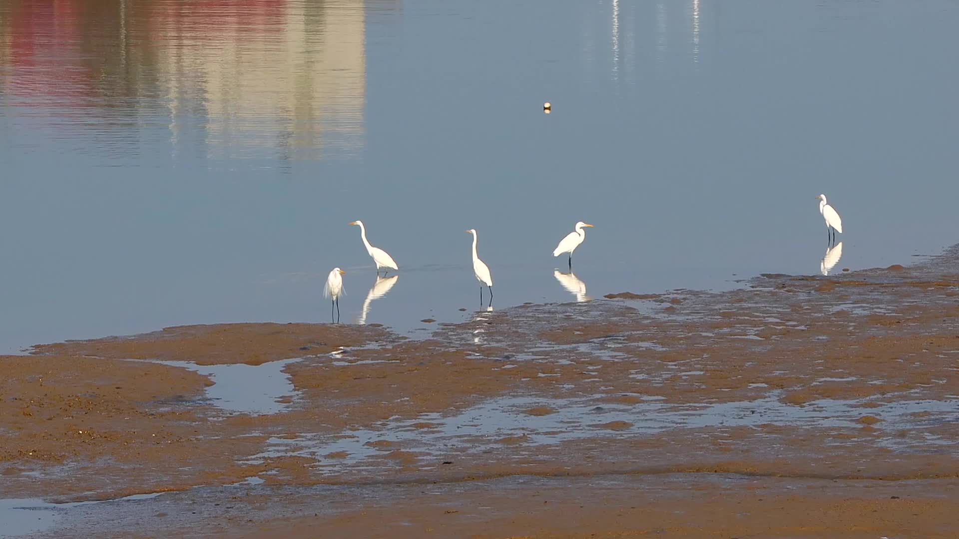 清晨海湾沙洲水边几只休憩觅食的白鹭视频的预览图