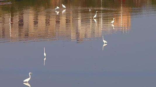 清晨同安湾沙洲白鹭栖息觅食视频的预览图