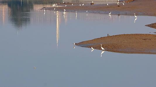 清晨海湾沙洲水边成群结队休憩觅食的白鹭视频的预览图