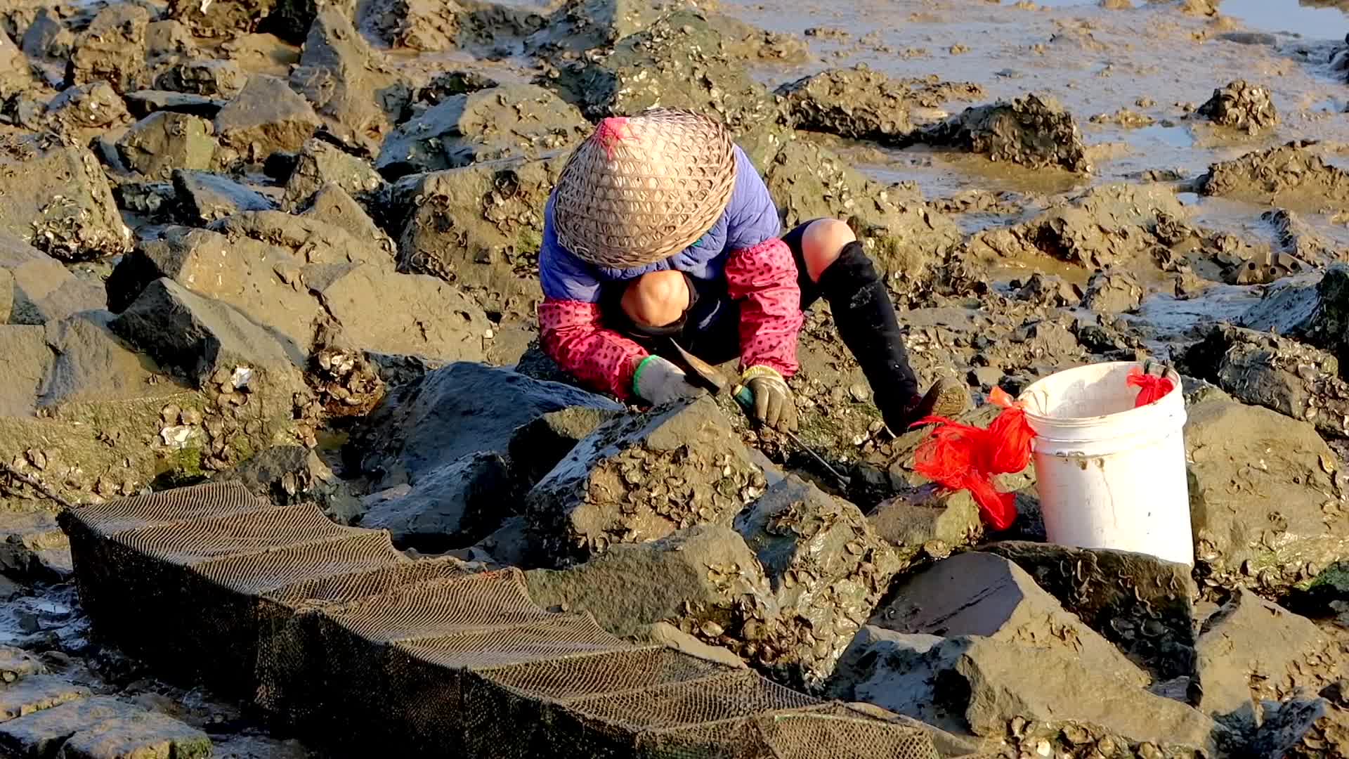 海边低潮期滩涂上挖海蛎的人合集视频的预览图