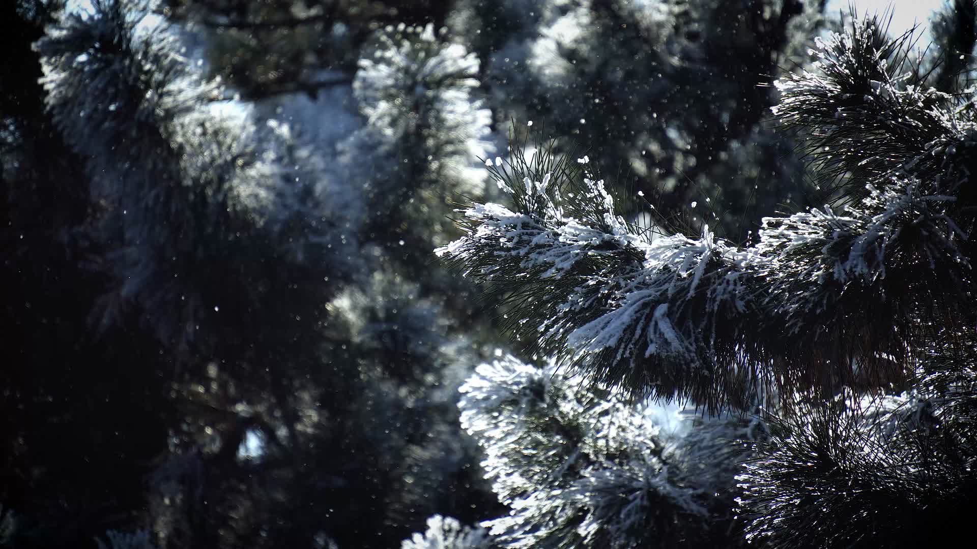 下雪雪花冬天冬季冬日松树雾松视频的预览图